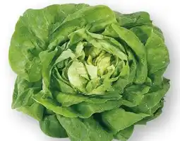 Scheck-in-Center Kopfsalat Angebot