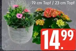 Edeka Gartenhortensie Angebot