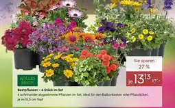 Pflanzen Kölle Kölles beste beetpflanzen – 6 stück im set Angebot
