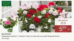 Pflanzen Kölle Kolles beste duo-geranie Angebot