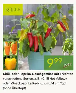 Pflanzen Kölle Kölle chili hot yellow Angebot