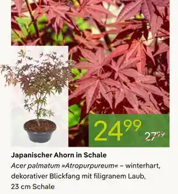 Pflanzen Kölle Japanischer ahorn in schale Angebot