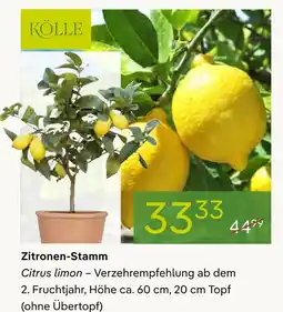 Pflanzen Kölle Kölle zitronen-stamm Angebot