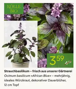 Pflanzen Kölle Kölle bio strauchbasilikum Angebot