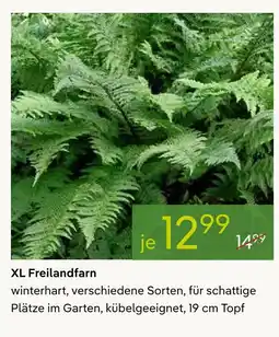 Pflanzen Kölle Xl freilandfarn Angebot