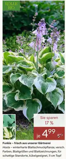 Pflanzen Kölle Kölle bio funkie Angebot