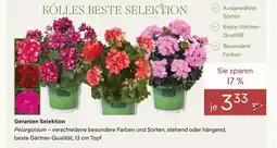 Pflanzen Kölle Kölles beste geranien selektion Angebot