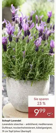 Pflanzen Kölle Schopf-lavendel Angebot