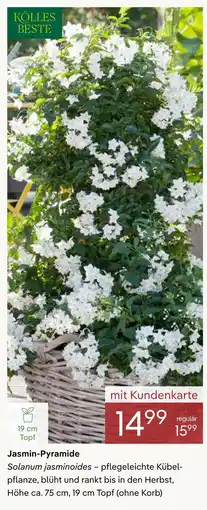 Pflanzen Kölle Kölles beste jasmin-pyramide Angebot