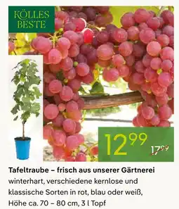 Pflanzen Kölle Kolles beste tafeltraube Angebot