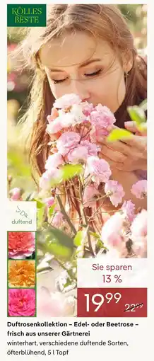 Pflanzen Kölle Kölles beste duftrosenkollektion – edel- oder beetrose Angebot