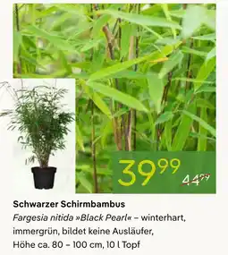 Pflanzen Kölle Schwarzer schirmbambus Angebot