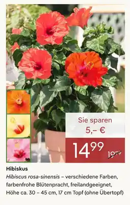 Pflanzen Kölle Hibiskus Angebot
