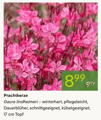 Pflanzen Kölle Prachtkerze Angebot