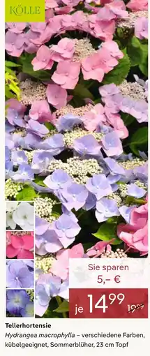 Pflanzen Kölle Kölle tellerhortensie Angebot