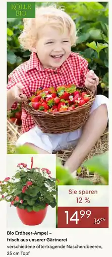 Pflanzen Kölle Kölle bio bio erdbeer-ampel Angebot