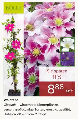 Pflanzen Kölle Kölle clematis Angebot