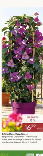 Pflanzen Kölle Drillingsblume-doppelbogen bougainvillea alexandra Angebot