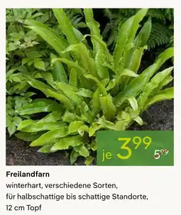 Pflanzen Kölle Freilandfarn Angebot
