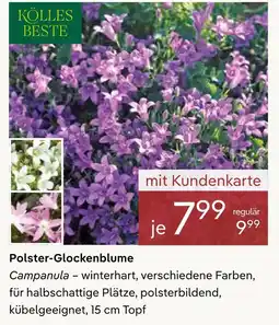 Pflanzen Kölle Kölles beste polster-glockenblume Angebot