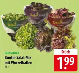 Famila Nord Ost Bunter Salat-Mix mit Wurzelballen Angebot