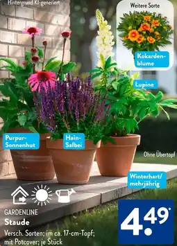 Aldi Süd GARDENLINE Staude Angebot