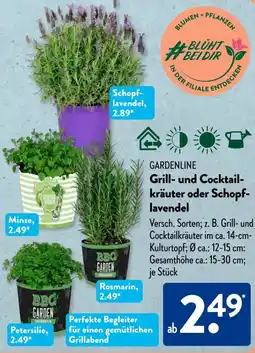 Aldi Süd GARDENLINE Grill- und Cocktailkräuter oder Schopflavendel Angebot