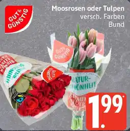 Edeka Moosrosen oder Tulpen Angebot