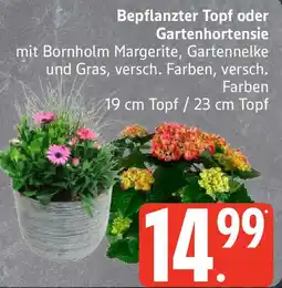 Edeka Bepflanzter Topf oder Gartenhortensie Angebot