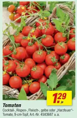 toom Baumarkt Tomaten Angebot