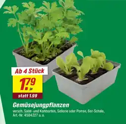 toom Baumarkt Gemüsejungpflanzen Angebot