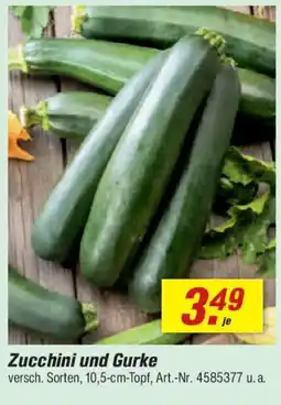 toom Baumarkt Zucchini und Gurke Angebot