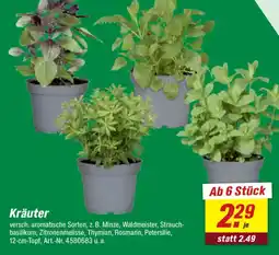 toom Baumarkt Kräuter Angebot
