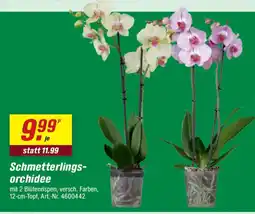 toom Baumarkt Schmetterlingsorchidee Angebot