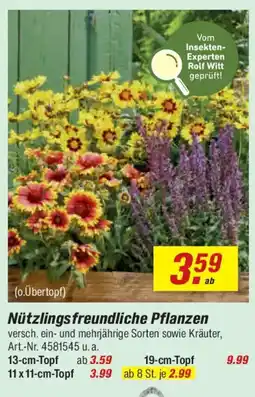 toom Baumarkt Nützlingsfreundliche Pflanzen Angebot
