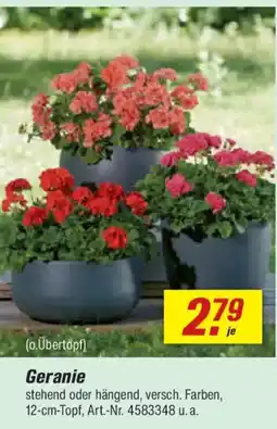 toom Baumarkt Geranie Angebot