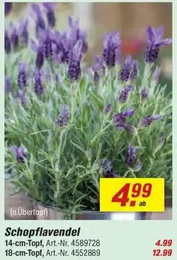 toom Baumarkt Schopflavendel Angebot