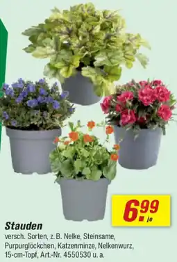 toom Baumarkt Stauden Angebot