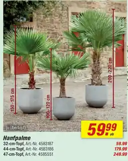 toom Baumarkt Hanfpalme Angebot