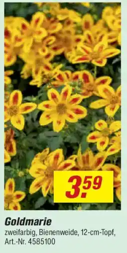 toom Baumarkt Goldmarie Angebot