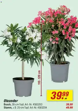 toom Baumarkt Oleander Angebot