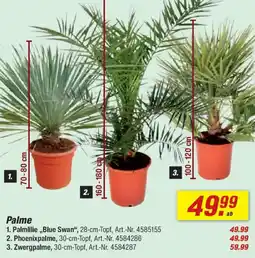 toom Baumarkt Palme Angebot