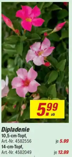 toom Baumarkt Dipladenie Angebot