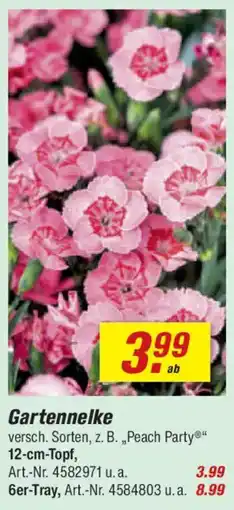 toom Baumarkt Gartennelke Angebot