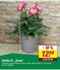 toom Baumarkt Dahlie XL ,,Suniq" Angebot