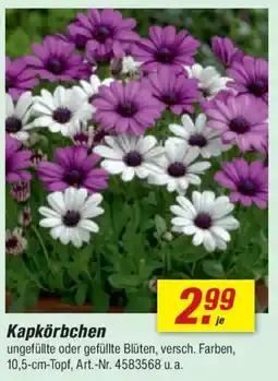 toom Baumarkt Kapkörbchen Angebot