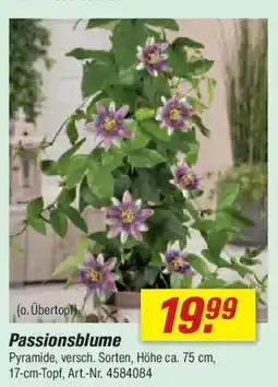 toom Baumarkt Passionsblume Angebot