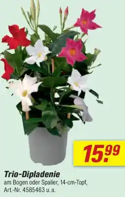 toom Baumarkt Trio-Dipladenie Angebot