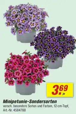 toom Baumarkt Minipetunie-Sondersorten Angebot