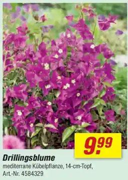 toom Baumarkt Drillingsblume Angebot